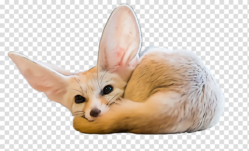 fennec fox fox snout ear wildlife, Fawn transparent background PNG clipart