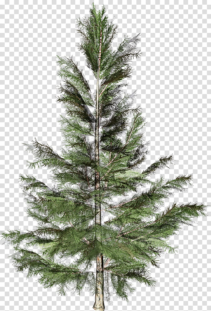 shortleaf black spruce columbian spruce balsam fir white pine tree, Red Pine, Yellow Fir, Lodgepole Pine, Larix Lyalliisubalpine Larch, Sugar Pine transparent background PNG clipart