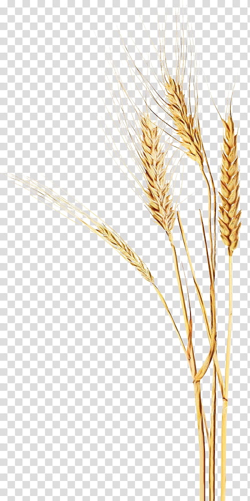 Grass, Emmer, Einkorn Wheat, Barley, Cereal, Durum, Whole Grain, Rye transparent background PNG clipart