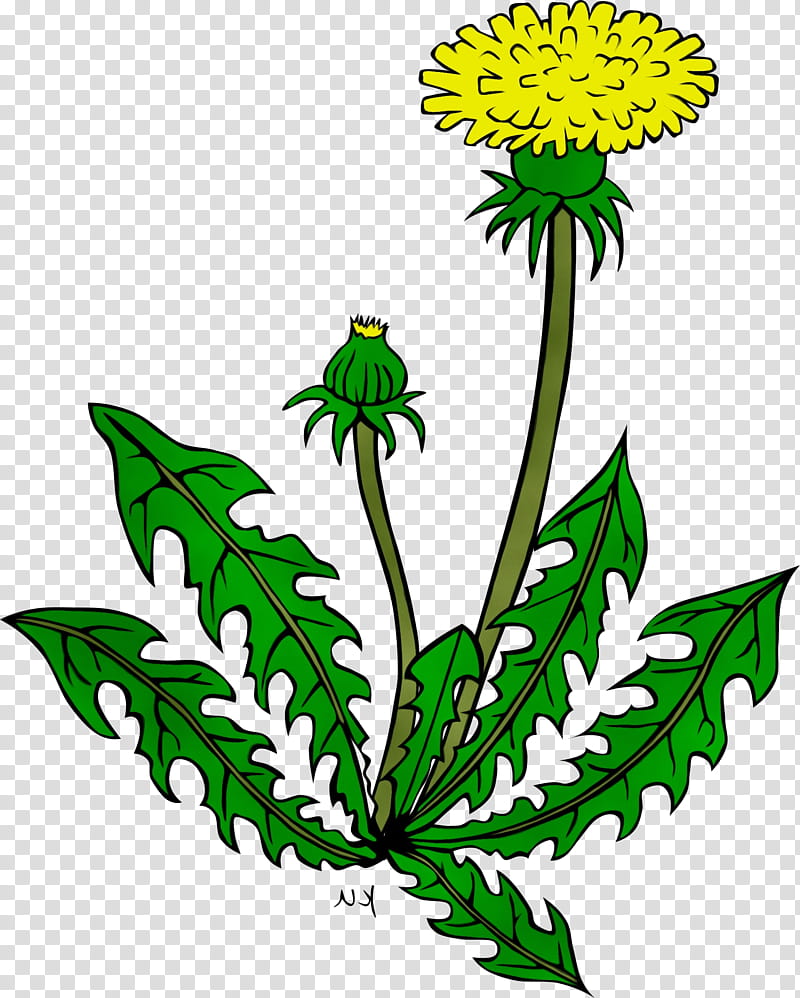 flower plant leaf herbaceous plant dandelion, Watercolor, Paint, Wet Ink, Goldenrod transparent background PNG clipart