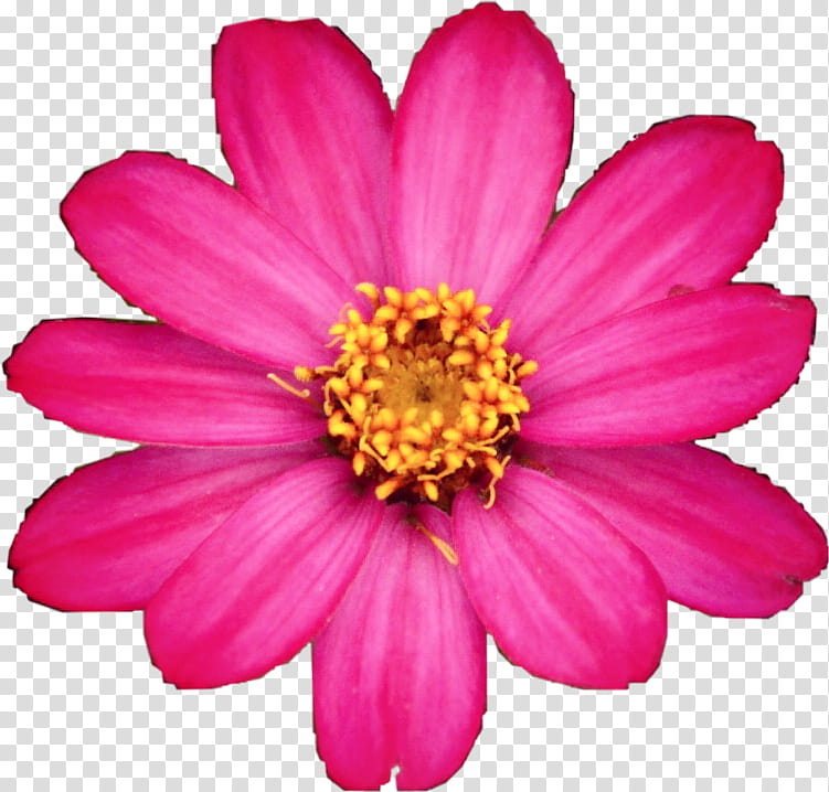Flowers, Garden Cosmos, Chrysanthemum, Marguerite Daisy, Daisy Family, Cut Flowers, Dahlia, Annual Plant transparent background PNG clipart