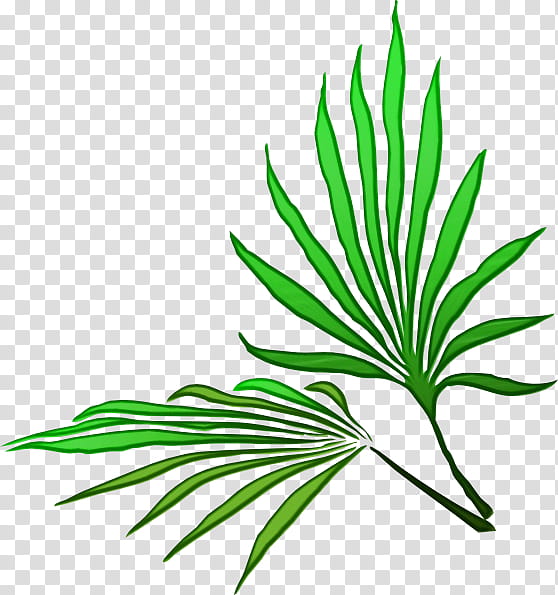 Cartoon Palm Tree, Palm Trees, Palm Branch, Rhapis Excelsa, Frond, Leaf, Plants, Archontophoenix Cunninghamiana transparent background PNG clipart