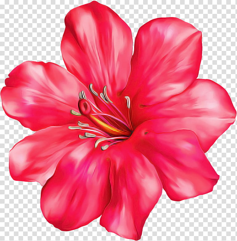 Petal flower pink red plant, Hibiscus, Herbaceous Plant, Mallow Family ...