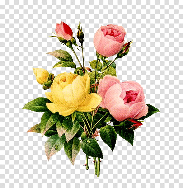 Flores En, pink and yellow rose flowers transparent background PNG clipart