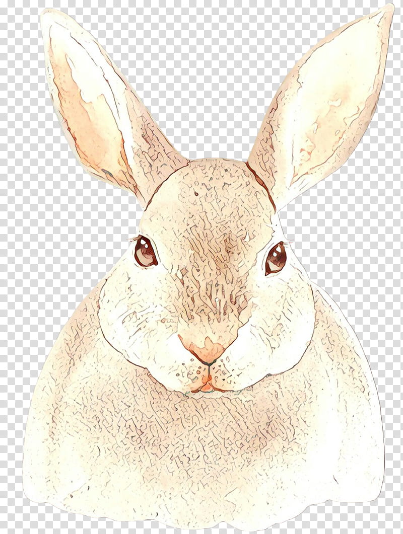 rabbit mountain cottontail rabbits and hares hare snout, Ear, Whiskers, Snowshoe Hare transparent background PNG clipart