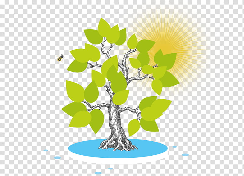 Green Leaf, Branch, synthesis, Korea, Plants, Plant Stem, Tree, Culture transparent background PNG clipart