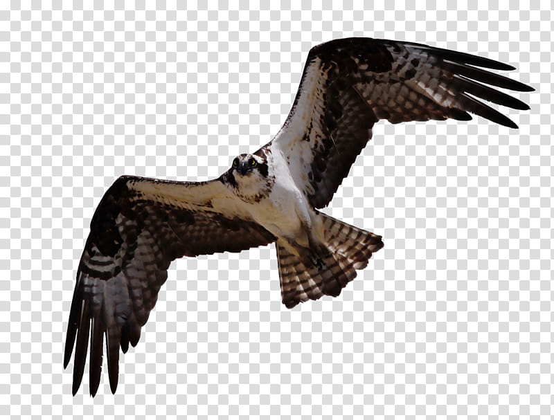 Cutout Osprey , eagle flying transparent background PNG clipart