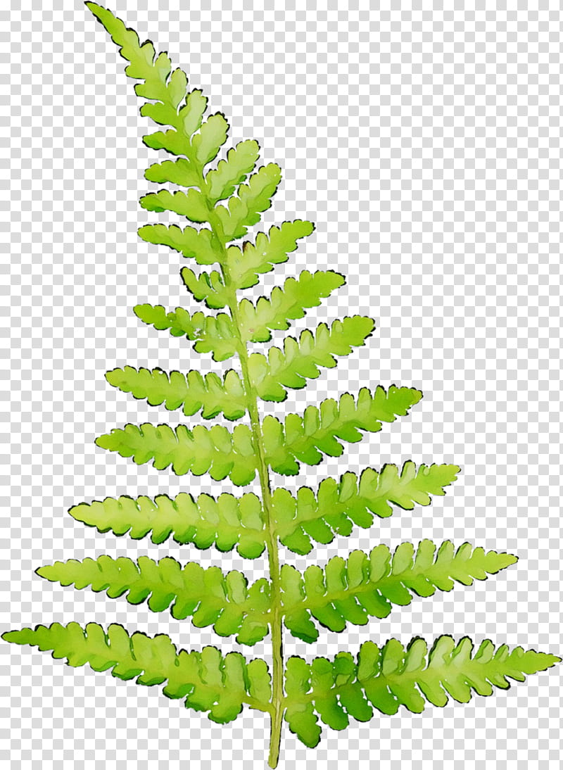 Green Leaf, Fern, Plants, Vascular Plant, Leptosporangiate Ferns, Polypodies, Plant Stem, Tulip transparent background PNG clipart