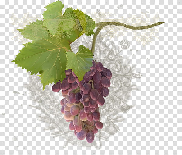 Grape, Zante Currant, Seedless Fruit, Common Grape Vine, Grape Seed Extract, Grape Leaves, Superfood, Grapevines transparent background PNG clipart