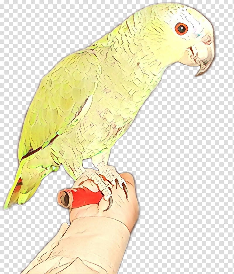 bird parrot beak parakeet budgie, Cartoon, Lorikeet transparent background PNG clipart