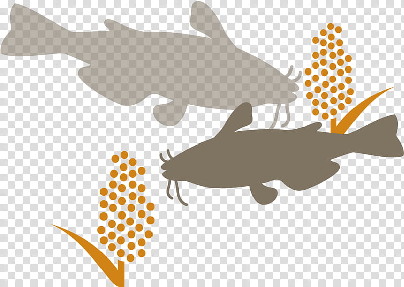 Fish, Collage, Catfish The Tv Show, Fin transparent background PNG clipart