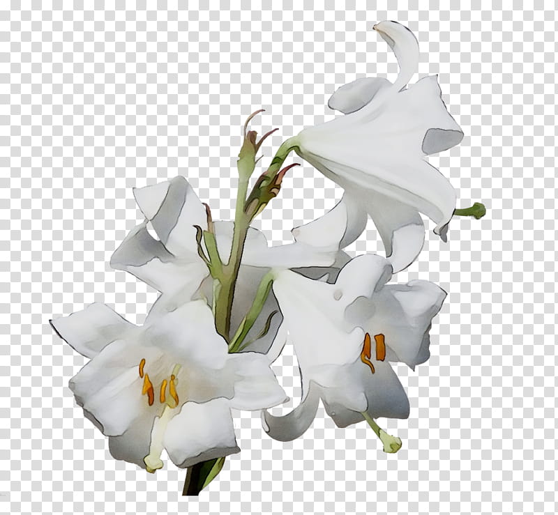 Easter Lily, Madonna Lily, Lilies, Lily stargazer, Flower, Tiger Lily, Plants, Orange Lily transparent background PNG clipart