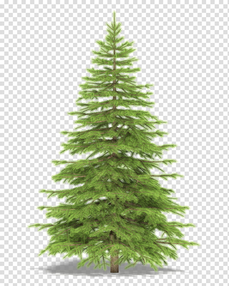 Christmas Resource , green pine tree illustration transparent background PNG clipart