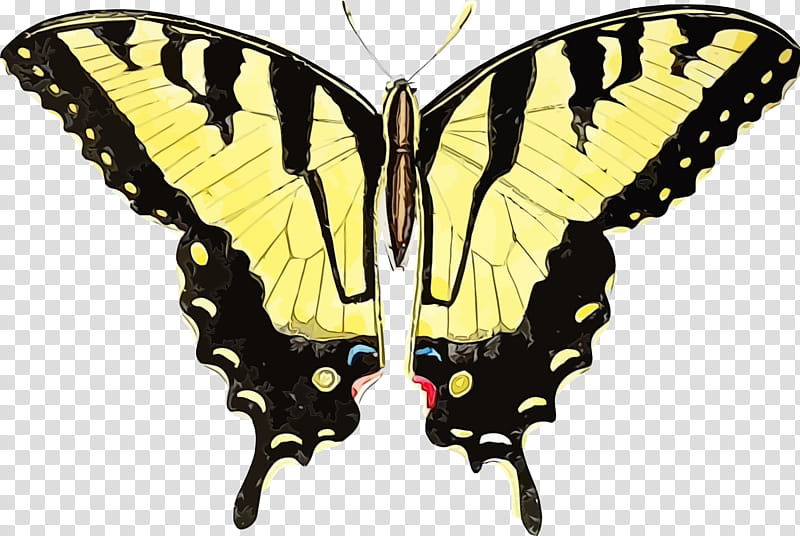 Watercolor Butterfly, Paint, Wet Ink, Swallowtail Butterfly, Old World Swallowtail, Black Swallowtail, Eastern Tiger Swallowtail, Insect transparent background PNG clipart