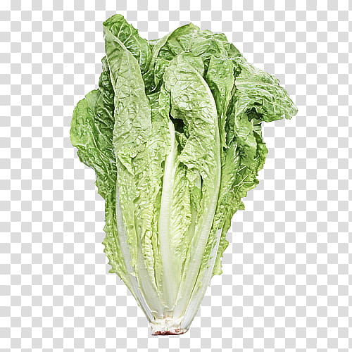 leaf vegetable vegetable romaine lettuce lettuce celtuce, Plant, Cabbage, Chard, Food, Flower transparent background PNG clipart