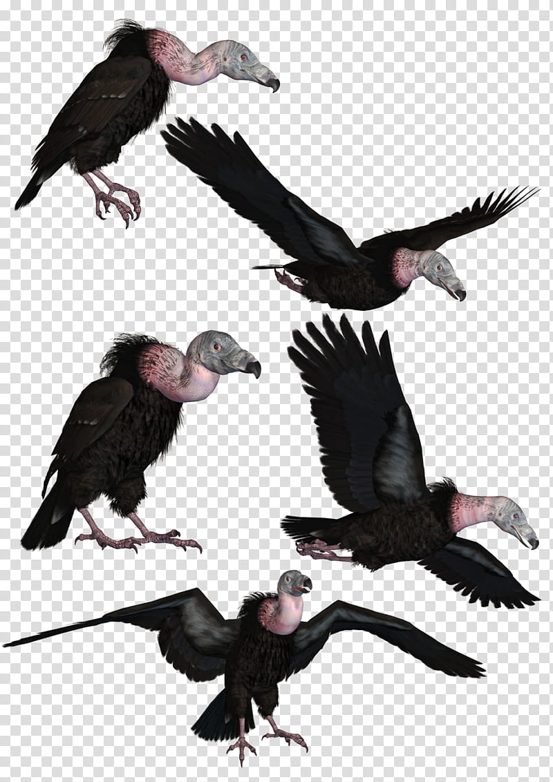 Vultures , five black vultures flying illustration transparent background PNG clipart