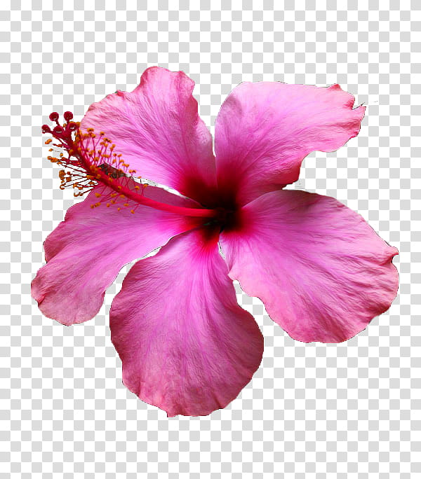 FLORES, HIBISCO () icon transparent background PNG clipart