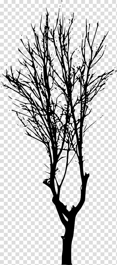 Tree Branch Silhouette, Twig, Forest, Plant, Woody Plant, Leaf, Plant Stem, Blackandwhite transparent background PNG clipart