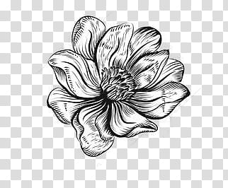 Flowers S, white and black flower sketch transparent background PNG clipart