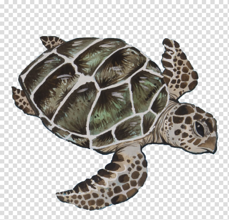 Sea Turtle, Loggerhead Sea Turtle, Tortoise, Beach, Green Sea Turtle, Florida, Coast, Animal transparent background PNG clipart