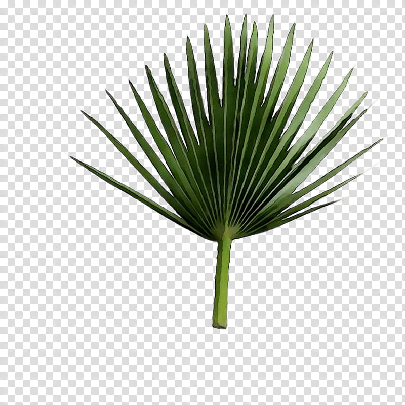 Palm Tree, Asian Palmyra Palm, Saw Palmetto Extract, Leaf, Line, Plant Stem, Plants, Borassus transparent background PNG clipart