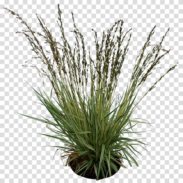 Grass, Grasses, Plants, Fountain Grass, Grass Family, Flowerpot, Sweet Grass, Commodity transparent background PNG clipart