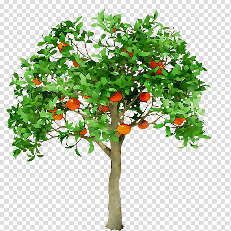 Cherry Tree, Animal, Depiction, Plant, Fruit Tree, Flower, Branch, Citrus transparent background PNG clipart
