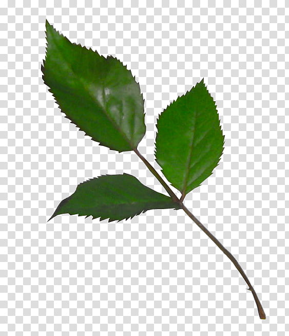 rose leaf, green leaves transparent background PNG clipart