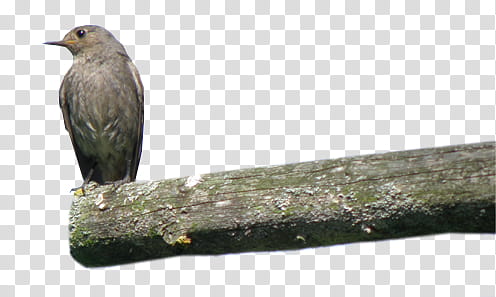 SET Natural, gray bird perched on branch graphic transparent background PNG clipart
