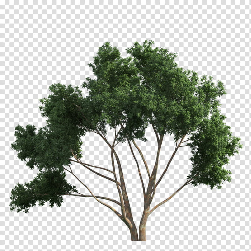 Gum Tree, Branch, Shrub, Trunk, Landscape, Garden, Gum Trees, Plant transparent background PNG clipart