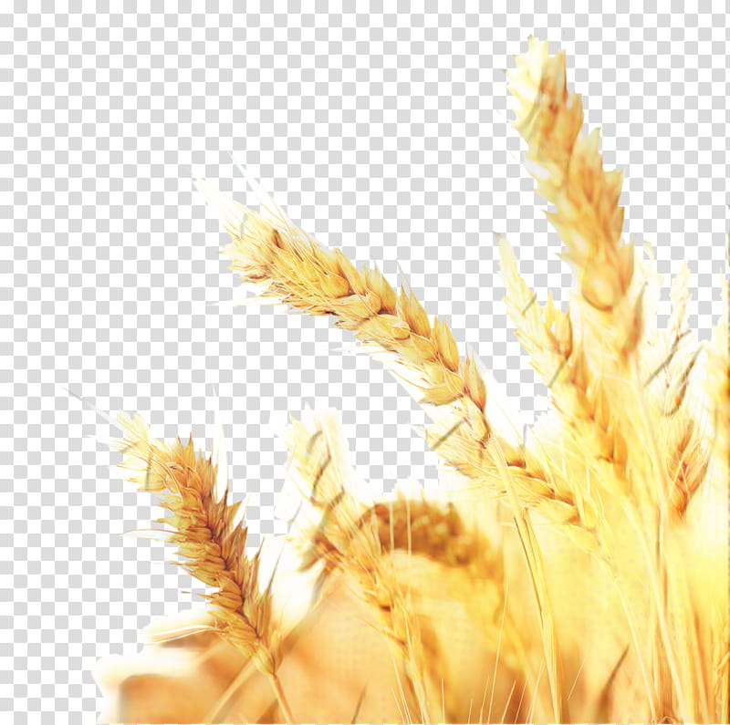 Grass, Emmer, Cereal, Common Wheat, Grain, Harvest, Rice, Ear transparent background PNG clipart
