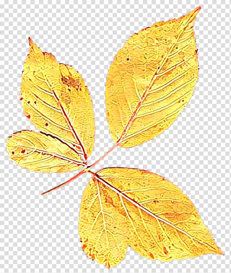 Autumn Fruit, Leaf, Yellow, Plant, Tree, Flower, Woody Plant, Plant Pathology transparent background PNG clipart