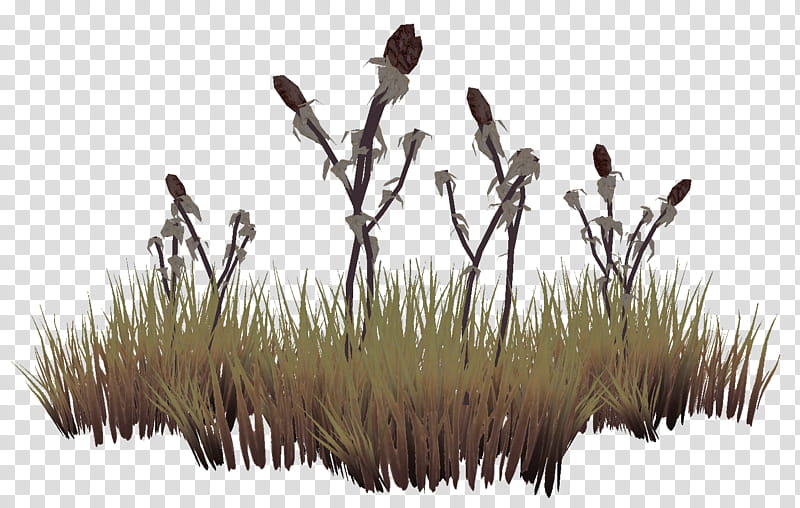 Family Tree, Bordeciel, Elder Scrolls Online, Tamriel, Grasses, Lawn, Plants, Common Reed transparent background PNG clipart