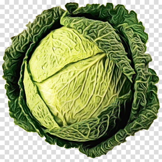 cabbage savoy cabbage vegetable leaf cruciferous vegetables, Watercolor, Paint, Wet Ink, Leaf Vegetable, Wild Cabbage, Plant, Food transparent background PNG clipart