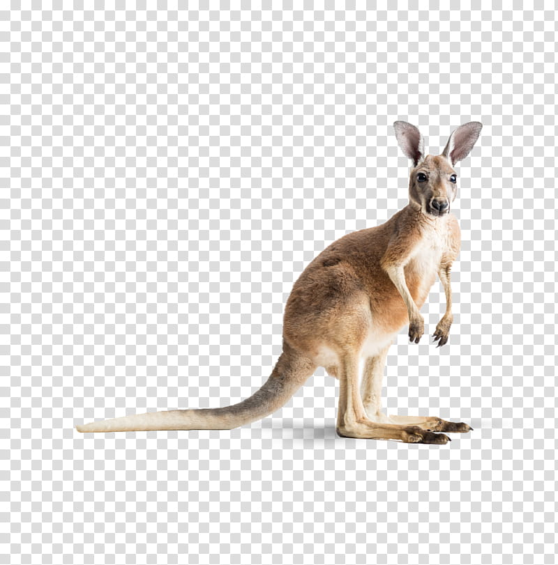 Koala, Red Kangaroo, Macropods, Wombat, Wallaby, Animal, Macropodidae, Wildlife transparent background PNG clipart