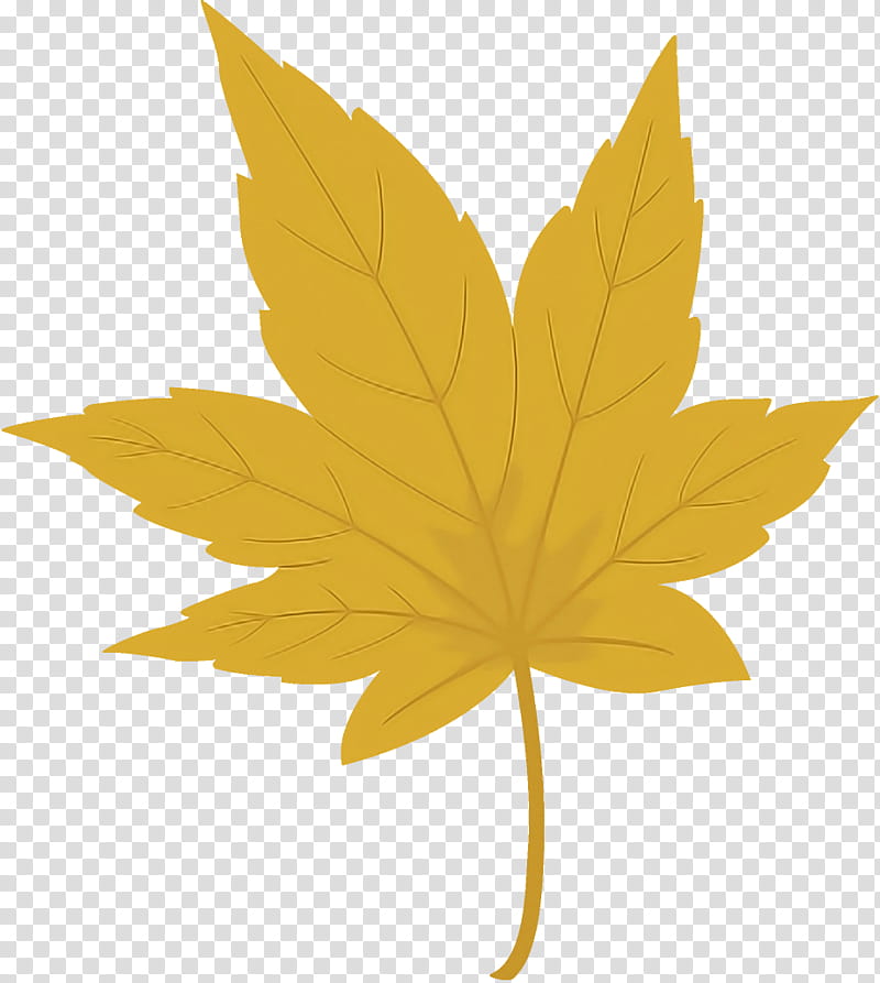 maple leaf autumn leaf yellow leaf, Tree, Plant, Woody Plant, Plane, Black Maple, Flower, Sweet Gum transparent background PNG clipart