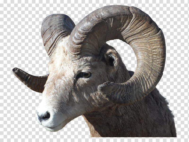 Sheep, Bighorn Sheep, Argali, Rocky Mountain Bighorn Sheep, Bighorn River, Urial, Ram, Ovis transparent background PNG clipart