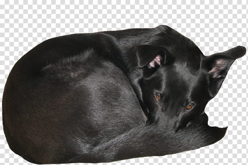 Black Dog, short-coated black dog transparent background PNG clipart