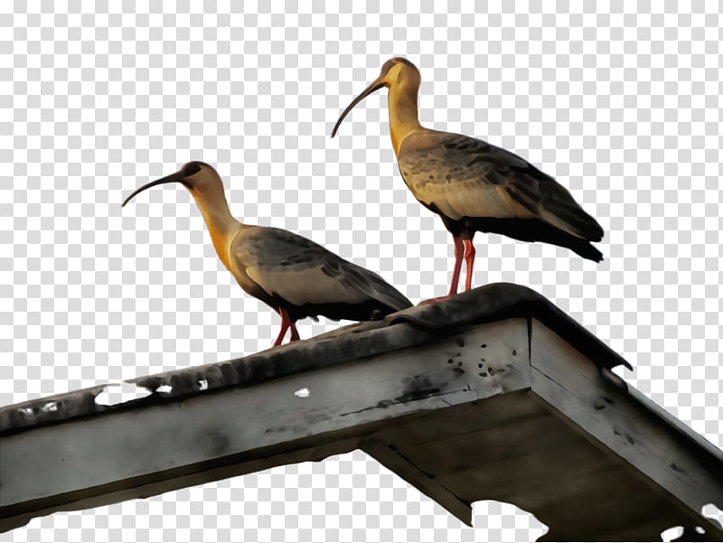 bird ibis beak shorebird crane-like bird, Watercolor, Paint, Wet Ink, Cranelike Bird, Pelecaniformes, Seabird, Wildlife transparent background PNG clipart