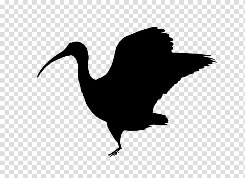 Bird Silhouette, Swans, Goose, Duck, Beak, Water Bird, Ibis, Cranelike Bird transparent background PNG clipart