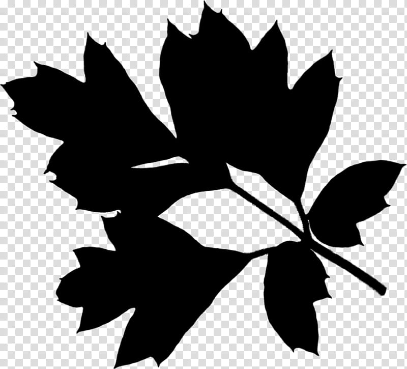 Black And White Flower, Maple Leaf, Black White M, Plant Stem, Twig, Silhouette, Plants, Black M transparent background PNG clipart