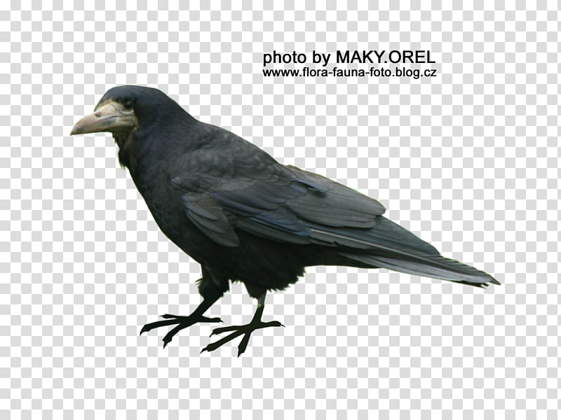 SET Black rook, black crow transparent background PNG clipart