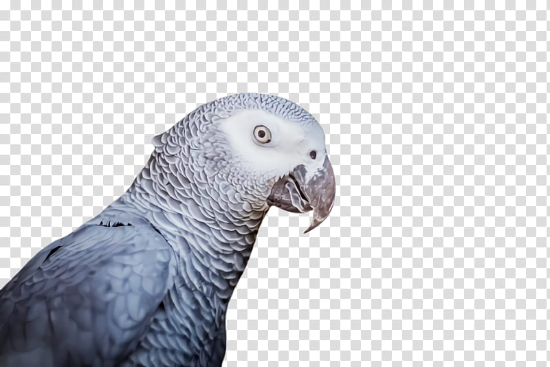 Bird Cage, Budgerigar, Parrot, Cockatiel, Grey Parrot, Featherplucking, Timneh Parrot, Parakeet transparent background PNG clipart