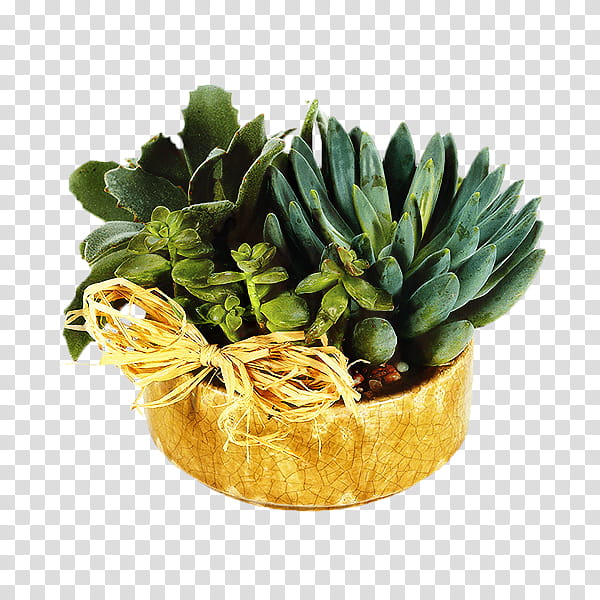 Cactus, Vipers Bowstring Hemp, Succulent Plant, Garden, Container Garden, Sansevieria Cylindrica, Flowerpot, Plants transparent background PNG clipart