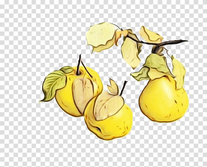 pear yellow plant pear tree, Watercolor, Paint, Wet Ink, Fruit, Food, Quince transparent background PNG clipart