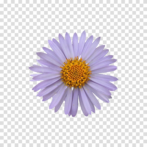 flower power s, purple aster flower art transparent background PNG clipart