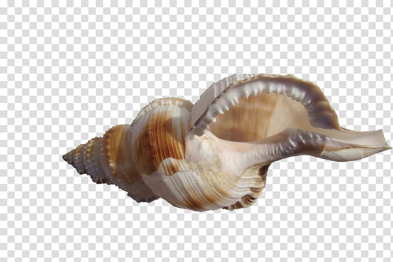 seashell , white shell transparent background PNG clipart