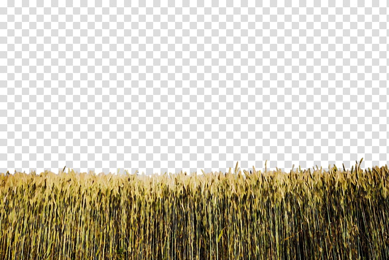 field crop grass plant agriculture, Watercolor, Paint, Wet Ink, Field, Grass Family, Barley, Triticale transparent background PNG clipart