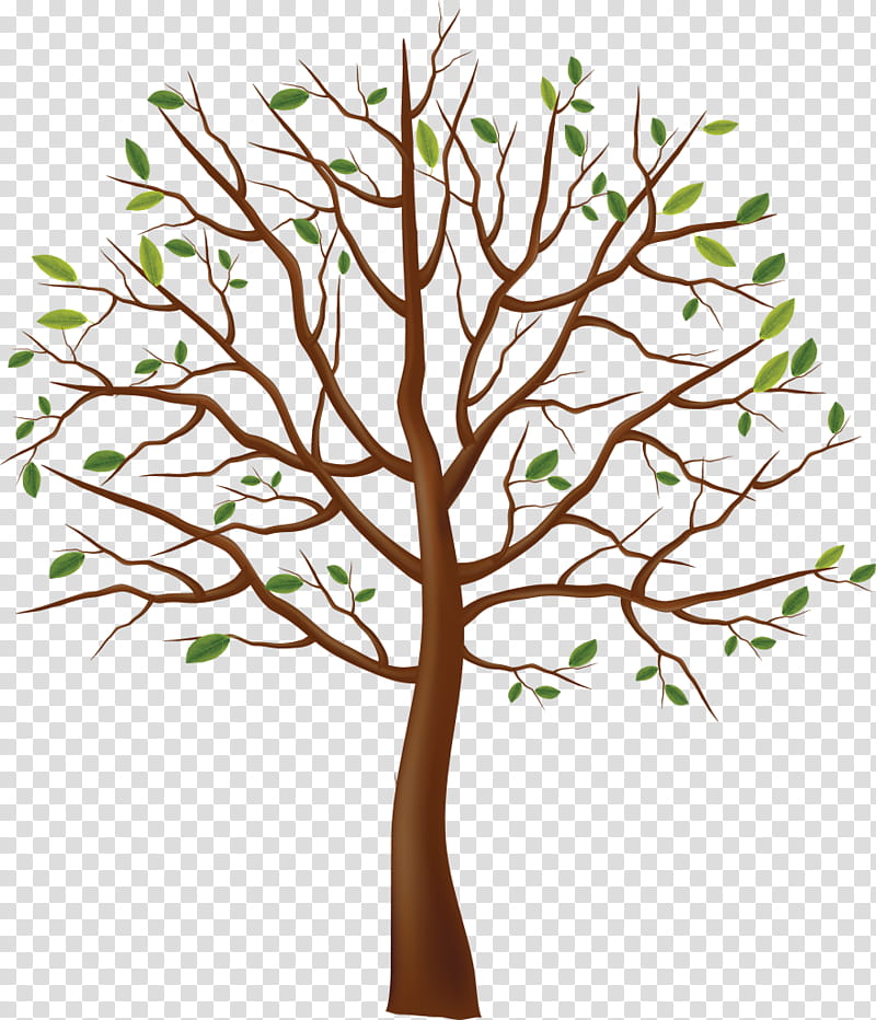 Tree Trunk Drawing, Branch, Fir, Wood, Shrub, Fruit Tree, Woody Plant, Root transparent background PNG clipart