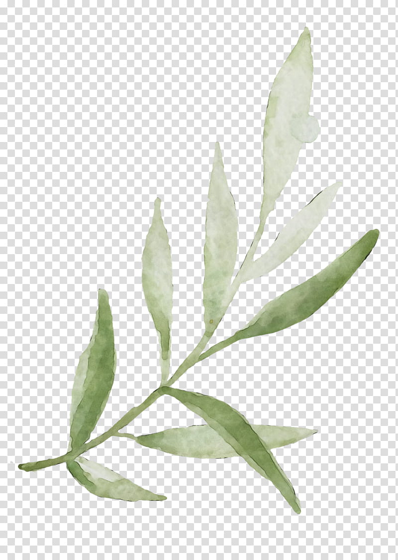 plant leaf flower flowering plant tree, Watercolor, Paint, Wet Ink, Eucalyptus transparent background PNG clipart